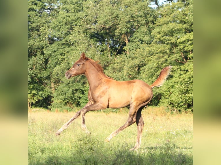 Koń trakeński Klacz 1 Rok 165 cm Ciemnokasztanowata in L&#xFC;dersdorf