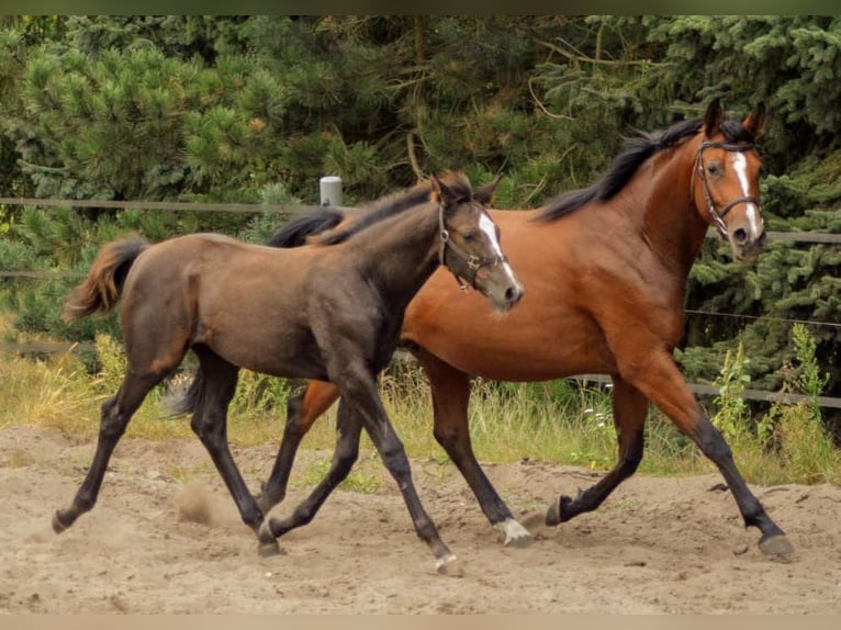 Koń trakeński Klacz 1 Rok 165 cm Siwa in Wandlitz