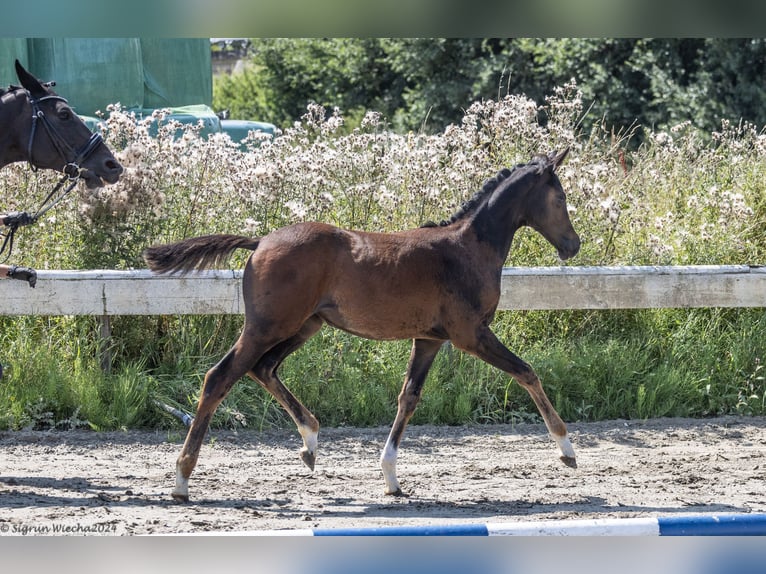 Koń trakeński Klacz 1 Rok 168 cm Gniada in Scharbeutz