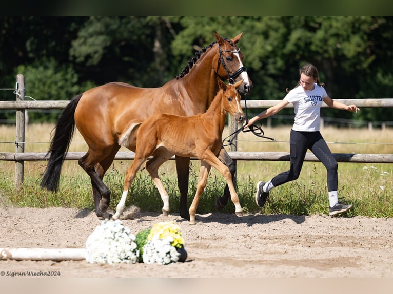 Koń trakeński Klacz 1 Rok 168 cm Kasztanowata in Kleve