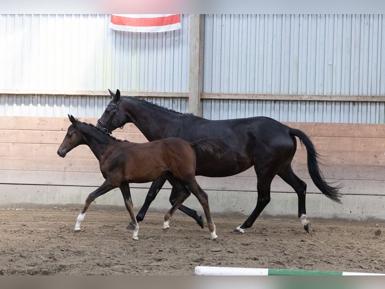 Koń trakeński Klacz 1 Rok 168 cm in Scharbeutz