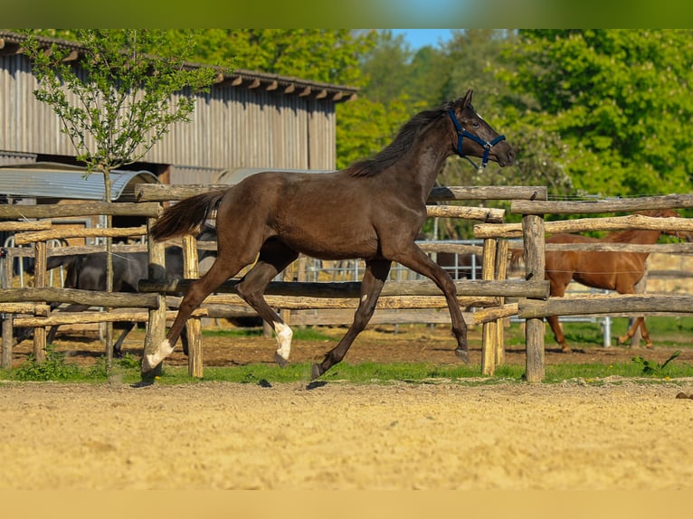 Koń trakeński Klacz 1 Rok 169 cm Ciemnogniada in Uslar