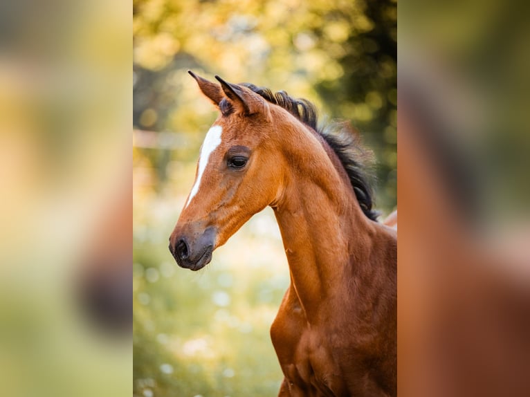 Koń trakeński Klacz 1 Rok 170 cm Gniada in Burgstädt