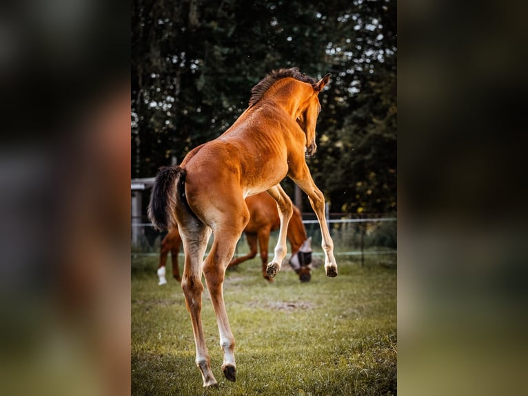 Koń trakeński Klacz 1 Rok 170 cm Gniada in Burgstädt