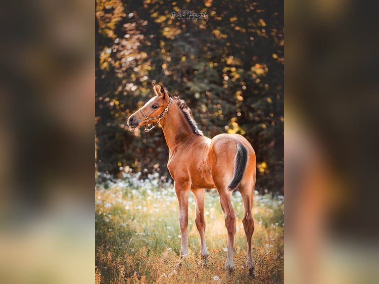 Koń trakeński Klacz 1 Rok 170 cm Gniada in Burgstädt