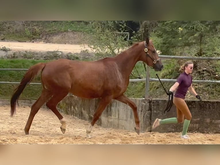 Koń trakeński Klacz 1 Rok 170 cm Kasztanowata in Wehringen