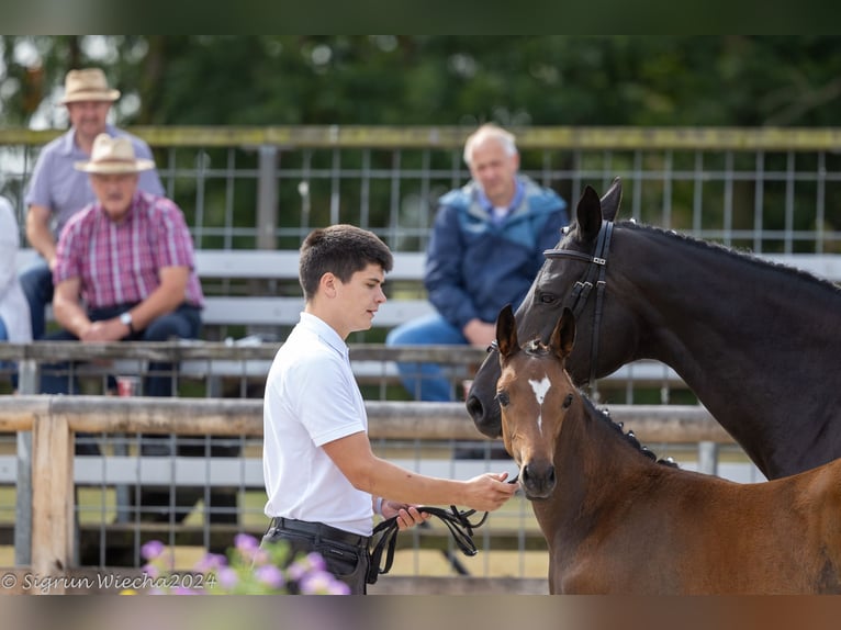 Koń trakeński Klacz 1 Rok in Lengenfeld