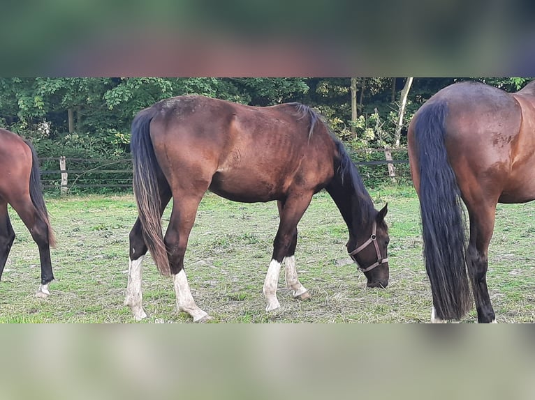 Koń trakeński Klacz 1 Rok Skarogniada in Otterndorf