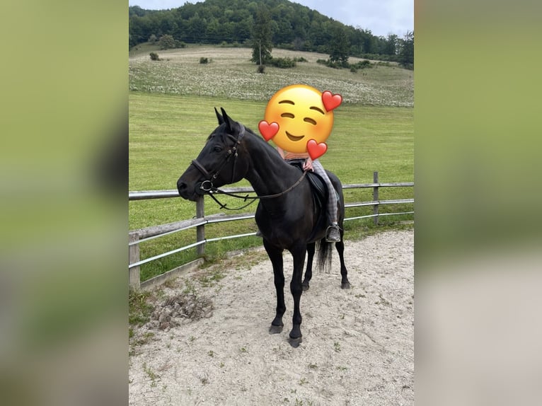 Koń trakeński Klacz 21 lat 167 cm Ciemnogniada in Ternberg