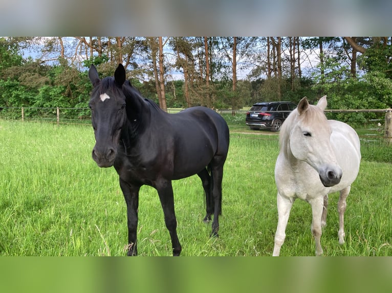 Koń trakeński Klacz 23 lat 158 cm Siwa in Schneverdingen