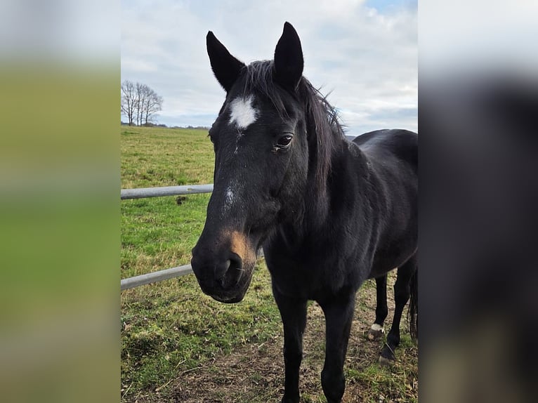 Koń trakeński Klacz 23 lat in Lischow