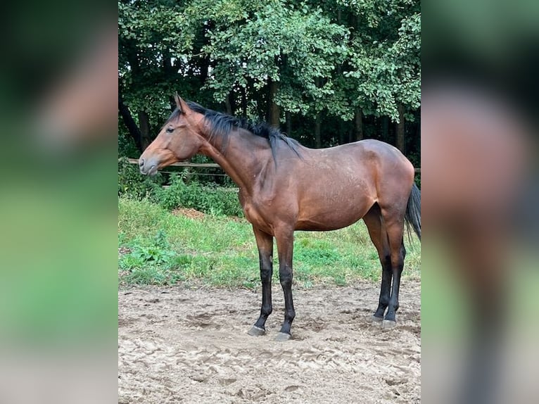 Koń trakeński Klacz 2 lat 159 cm Gniada in Neuruppin - Rosenwinkel