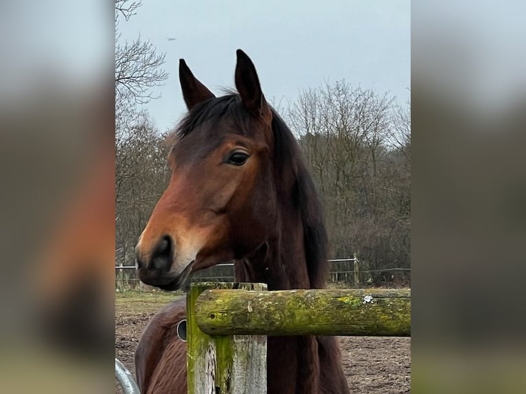 Koń trakeński Klacz 2 lat 159 cm Gniada in Neuruppin - Rosenwinkel