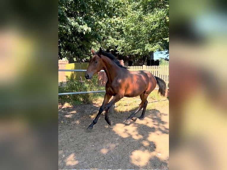 Koń trakeński Klacz 2 lat 159 cm Gniada in Neuruppin - Rosenwinkel