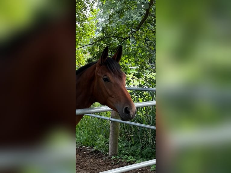 Koń trakeński Klacz 2 lat 159 cm Gniada in Neuruppin - Rosenwinkel