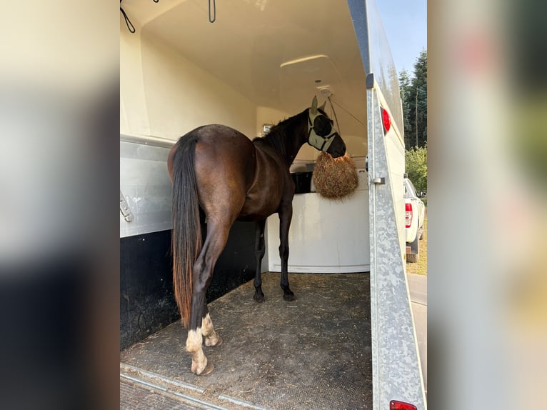 Koń trakeński Klacz 2 lat 161 cm Skarogniada in Ney