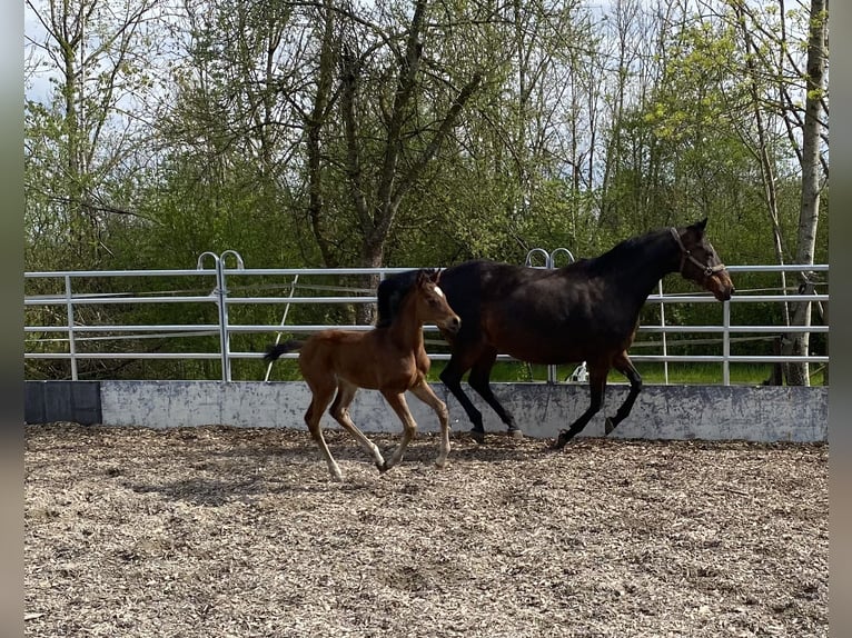 Koń trakeński Klacz 2 lat 165 cm Gniada in Gerstetten