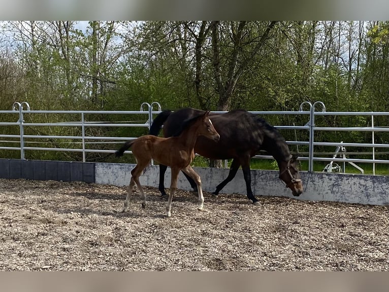 Koń trakeński Klacz 2 lat 165 cm Gniada in Gerstetten