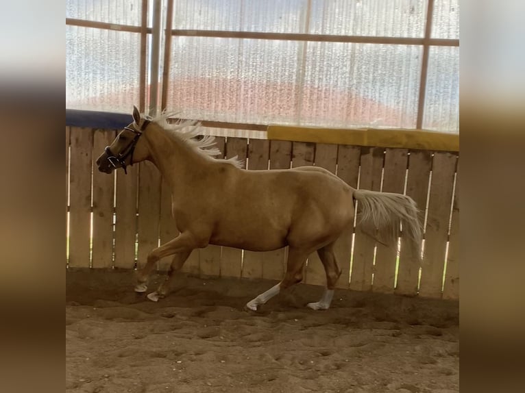 Koń trakeński Klacz 2 lat 165 cm Izabelowata in Schwarzenbek