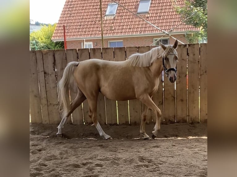 Koń trakeński Klacz 2 lat 165 cm Izabelowata in Schwarzenbek