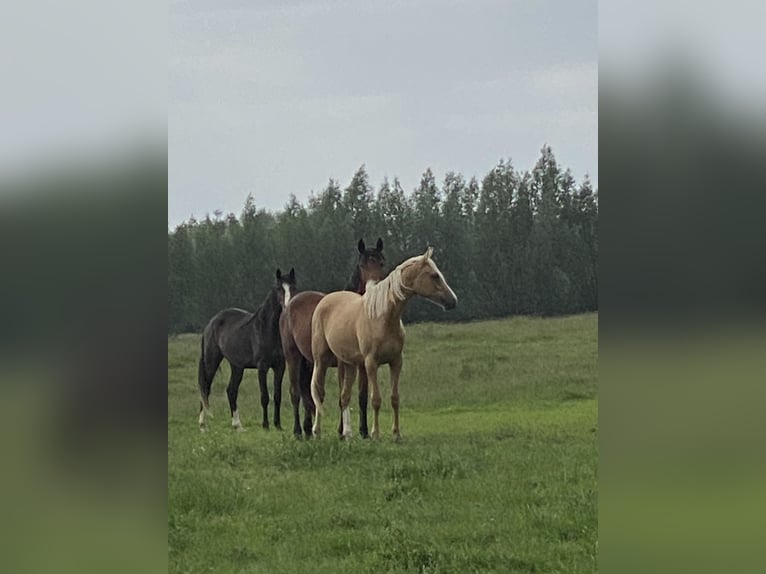 Koń trakeński Klacz 2 lat 165 cm Izabelowata in Schwarzenbek