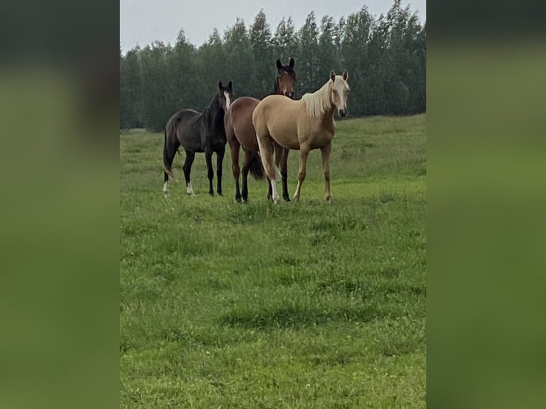 Koń trakeński Klacz 2 lat 165 cm Izabelowata in Schwarzenbek