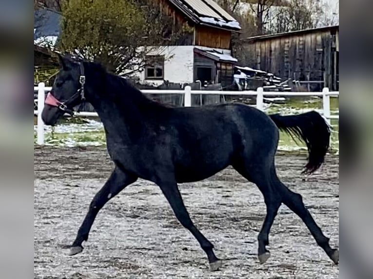 Koń trakeński Klacz 2 lat 165 cm Siwa in Sankt Michael  im Lungau