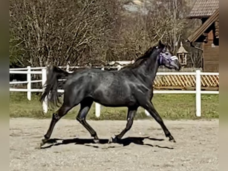 Koń trakeński Klacz 2 lat 166 cm Siwa in Sankt Michael