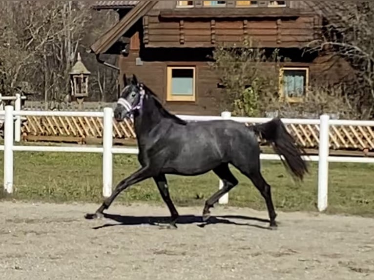 Koń trakeński Klacz 2 lat 166 cm Siwa in Sankt Michael