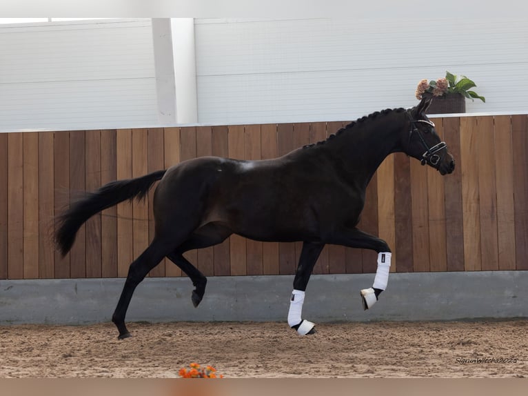 Koń trakeński Klacz 2 lat 167 cm Skarogniada in B&#xF8;rkop