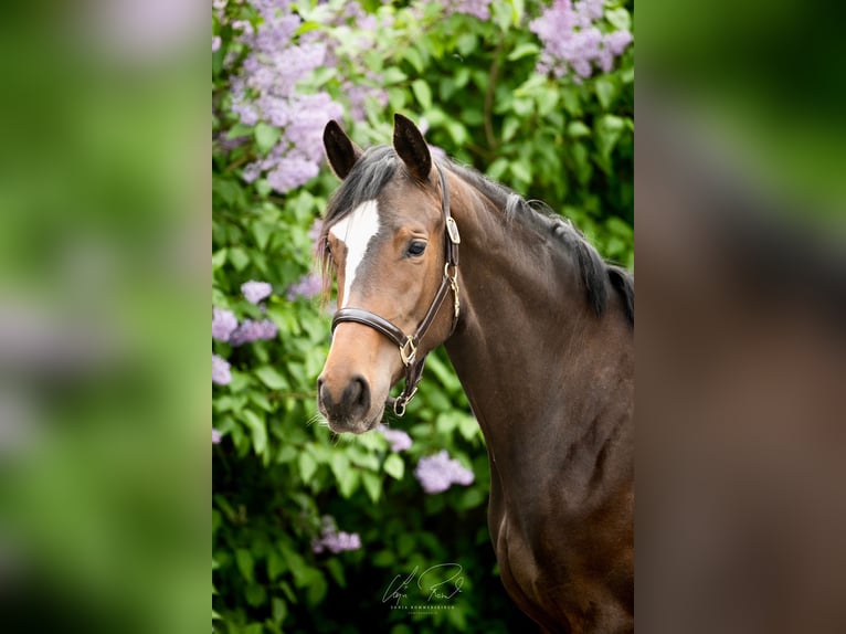 Koń trakeński Klacz 2 lat 170 cm Ciemnogniada in Wenningstedt