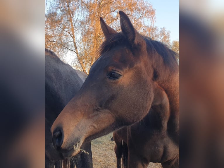 Koń trakeński Klacz 2 lat 171 cm Ciemnogniada in Nellingen-Aichen