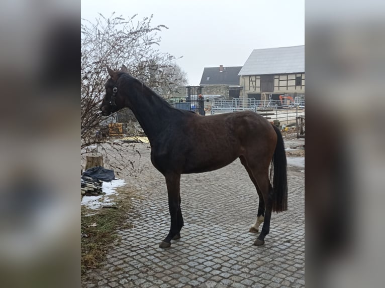 Koń trakeński Klacz 3 lat 155 cm Ciemnogniada in Mügeln