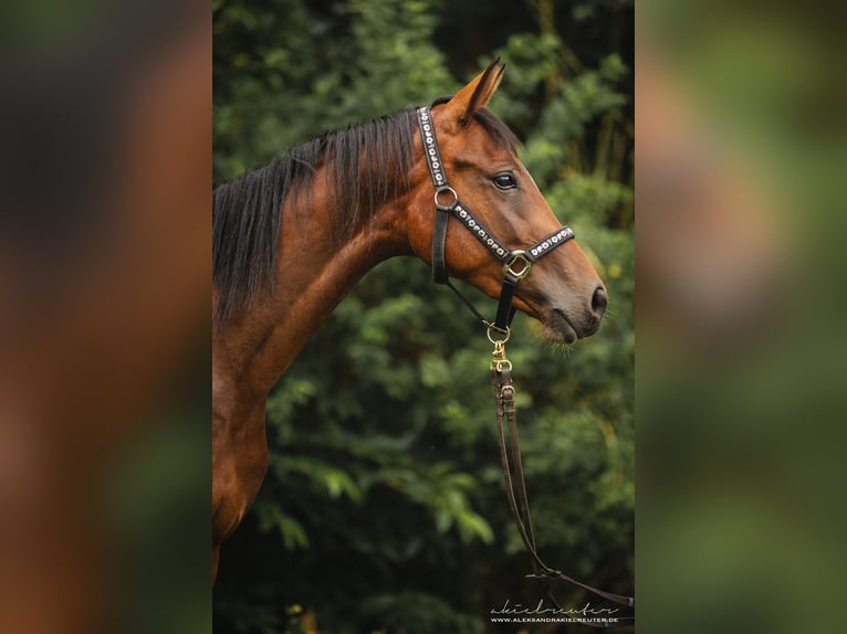 Koń trakeński Klacz 3 lat 160 cm Gniada in Wandlitz