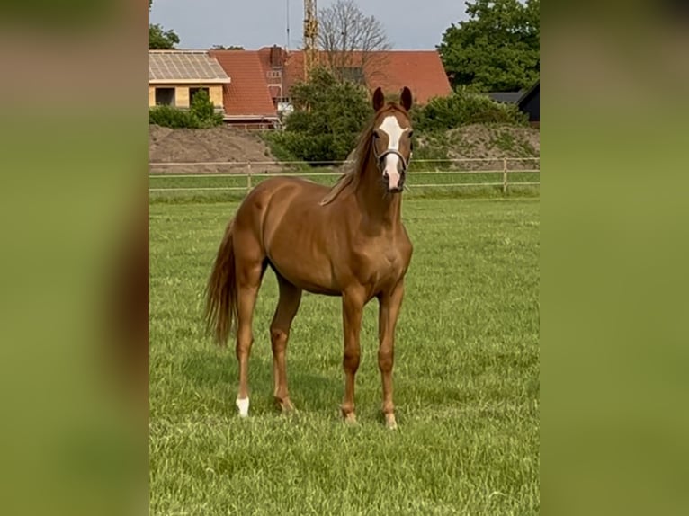 Koń trakeński Klacz 3 lat 162 cm Kasztanowata in Freren