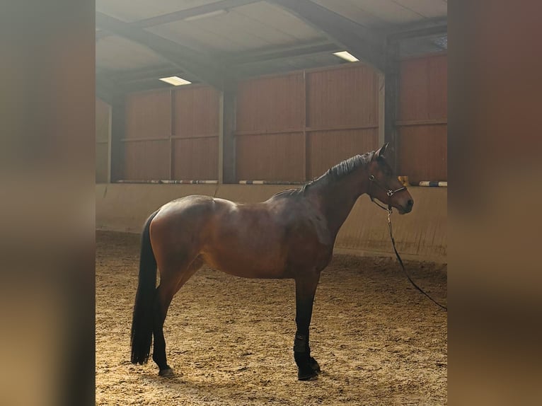 Koń trakeński Klacz 3 lat 163 cm Gniada in Schlangen