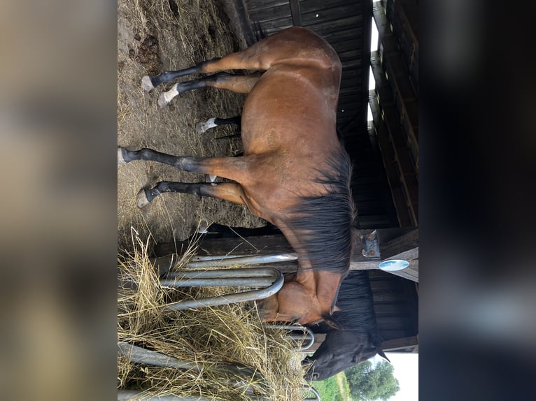 Koń trakeński Klacz 3 lat 163 cm Gniada in Päwesin