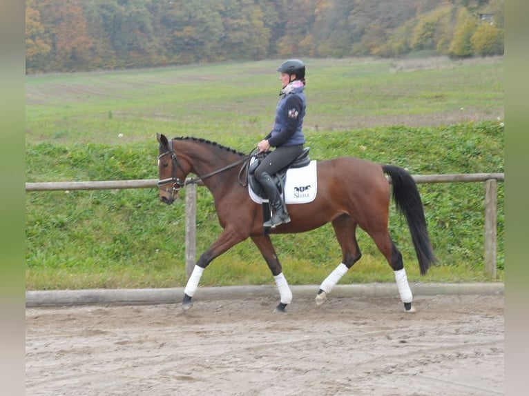 Koń trakeński Klacz 3 lat 164 cm Gniada in Wellheim