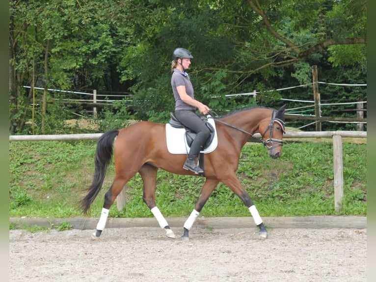 Koń trakeński Klacz 3 lat 164 cm Gniada in Wellheim