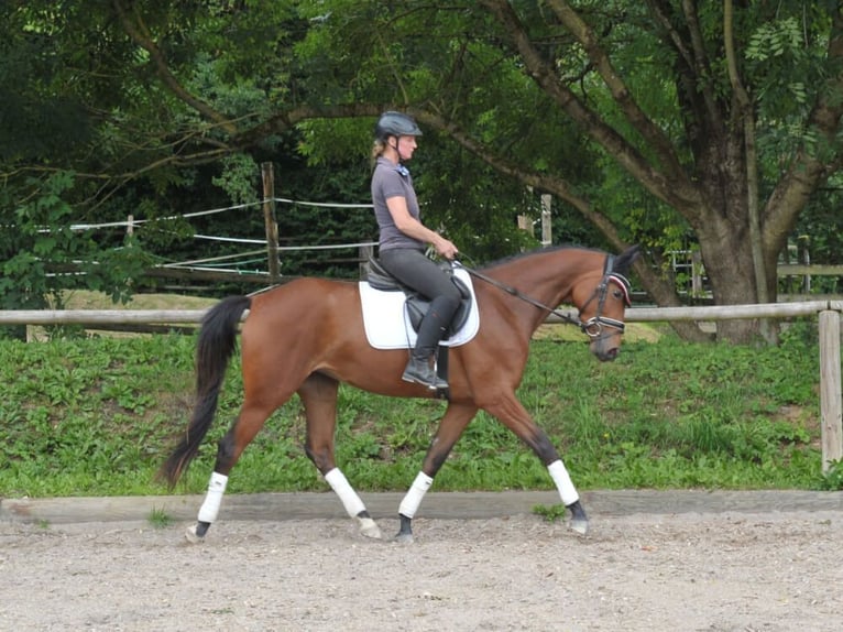 Koń trakeński Klacz 3 lat 164 cm Gniada in Wellheim