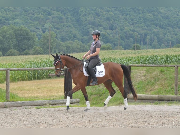 Koń trakeński Klacz 3 lat 164 cm Gniada in Wellheim