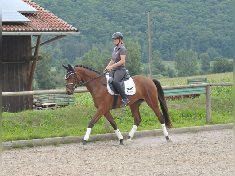 Koń trakeński Klacz 3 lat 164 cm Gniada in Wellheim