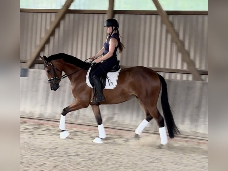 Koń trakeński Klacz 3 lat 164 cm Gniada in Schwarmstedt
