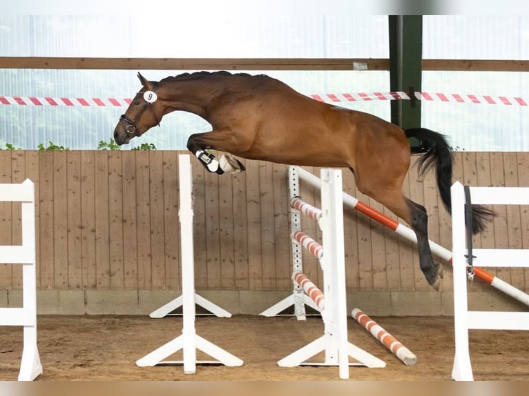 Koń trakeński Klacz 3 lat 164 cm Gniada in Panker