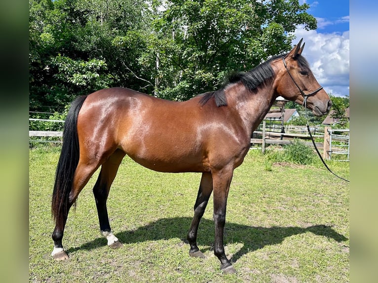 Koń trakeński Klacz 3 lat 165 cm Gniada in Langenhagen