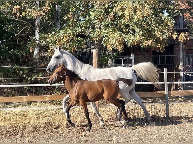 Koń trakeński Klacz 3 lat 165 cm Gniada in Langenhagen