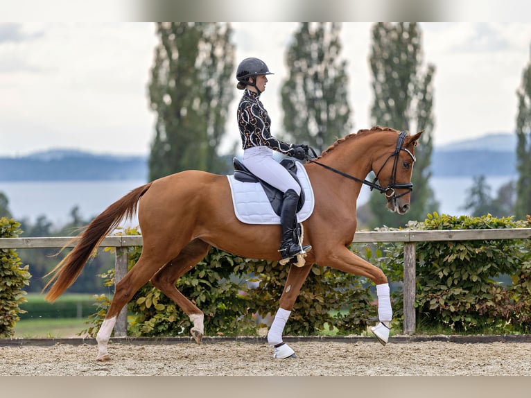 Koń trakeński Klacz 3 lat 165 cm Kasztanowata in Unterneukirchen