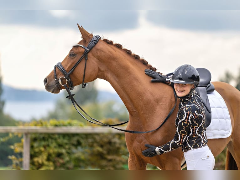 Koń trakeński Klacz 3 lat 165 cm Kasztanowata in Unterneukirchen