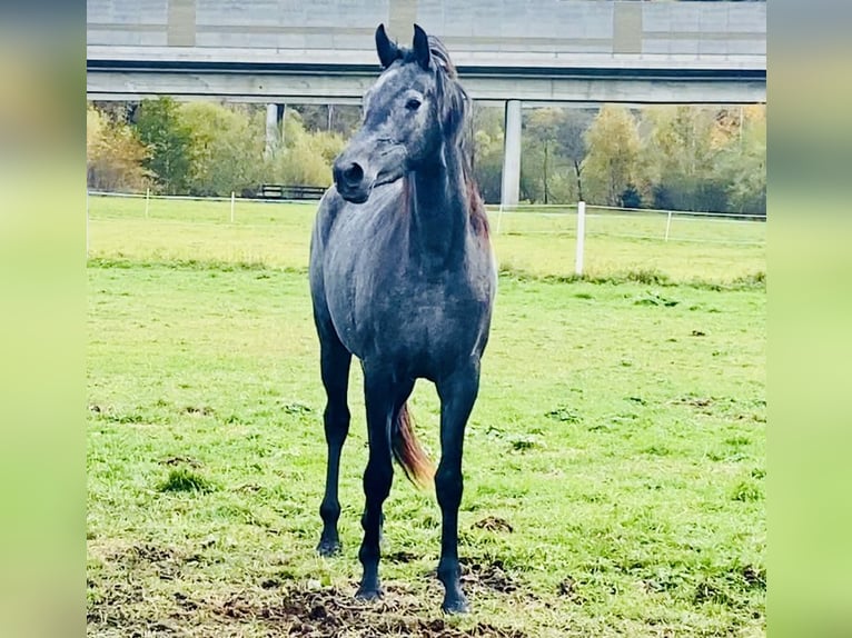 Koń trakeński Klacz 3 lat 166 cm Siwa in Sankt Michael