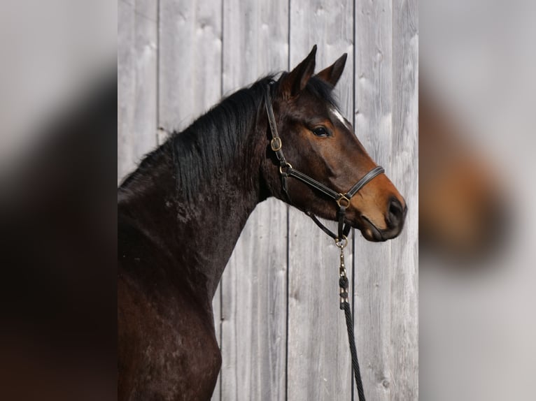 Koń trakeński Klacz 3 lat 167 cm Gniada in Günzburg